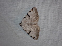 Macaria subcessaria