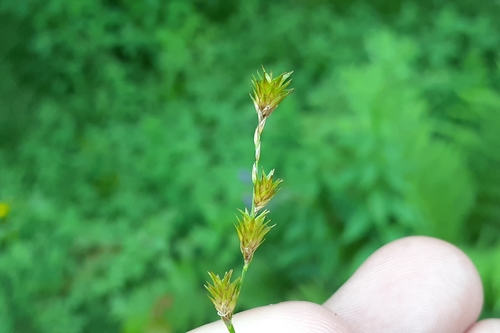 Image of Carex tenera by (c) Quinten Wiegersma, some rights reserved (CC BY)