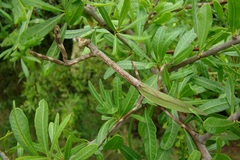 Pseudovates iheringi