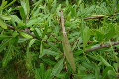 Pseudovates iheringi