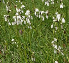 Eriophorum latifolium