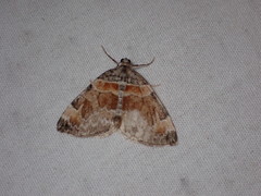 Dysstroma hersiliata