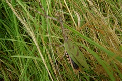 Pseudovates iheringi