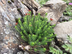 Rhodiola dumulosa