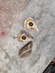 Automeris zephyria