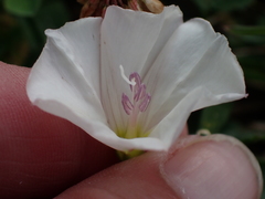 Convolvulus arvensis