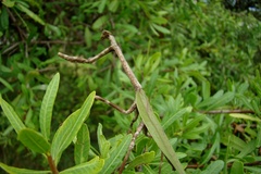 Pseudovates iheringi