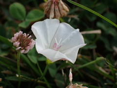 Convolvulus arvensis