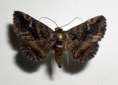 Toxonprucha diffundens