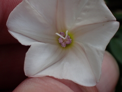 Convolvulus arvensis
