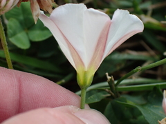 Convolvulus arvensis
