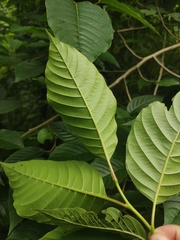 Camptotheca acuminata