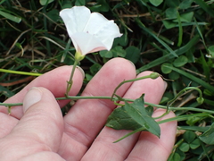 Convolvulus arvensis