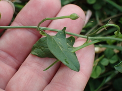 Convolvulus arvensis