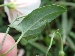 Convolvulus arvensis
