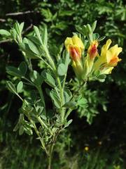 Chamaecytisus hirsutus
