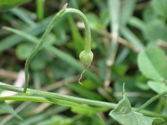 Convolvulus arvensis