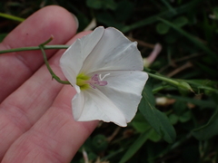 Convolvulus arvensis