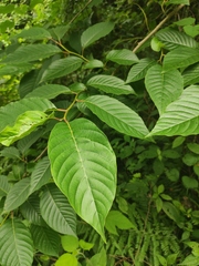 Camptotheca acuminata