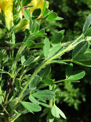Chamaecytisus hirsutus