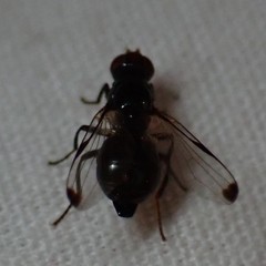 Seioptera vibrans