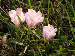 Convolvulus arvensis