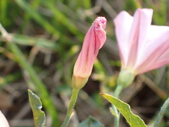 Convolvulus arvensis