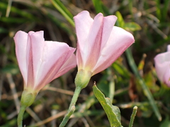 Convolvulus arvensis