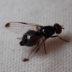 Seioptera vibrans
