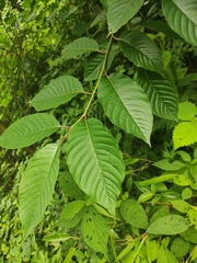 Camptotheca acuminata