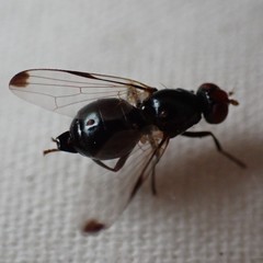 Seioptera vibrans