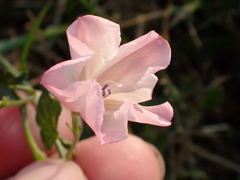 Convolvulus arvensis
