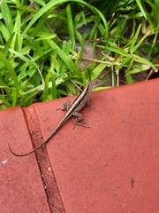 Anolis sagrei