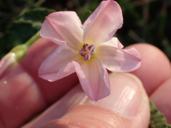 Convolvulus arvensis