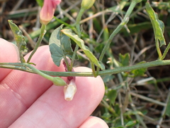 Convolvulus arvensis