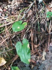 Maianthemum bifolium