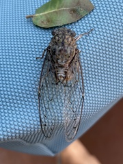 Cicada cretensis