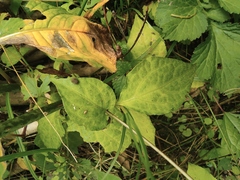 Lycianthes lysimachioides