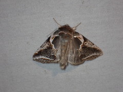 Habrosyne scripta