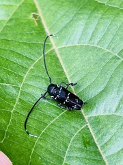 Nyctopais mysteriosus