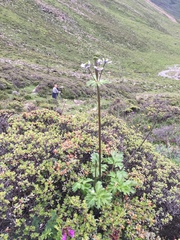 Anemonastrum demissum