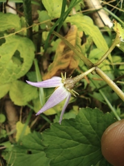 Lycianthes lysimachioides