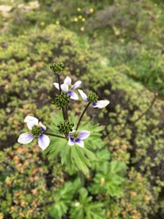 Anemonastrum demissum