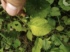 Lycianthes lysimachioides