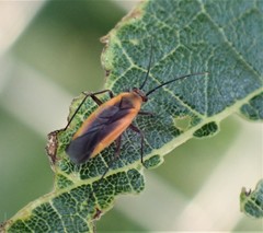 Miridae