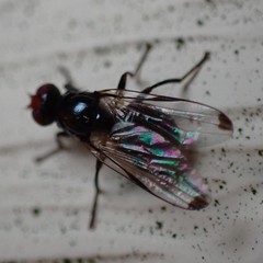 Seioptera vibrans