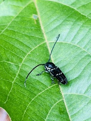 Nyctopais mysteriosus