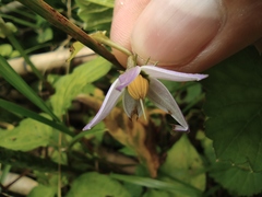 Lycianthes lysimachioides