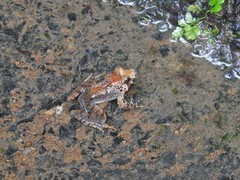 Limnonectes malesianus