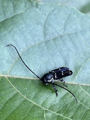 Nyctopais mysteriosus